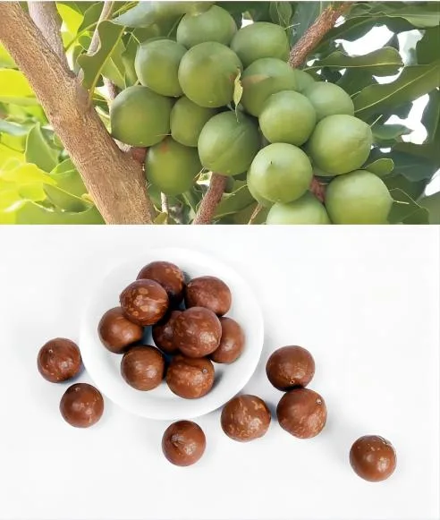 High Power Fresh Macadamia Nut Fruit Skin Roller Peeling Shelling Machine