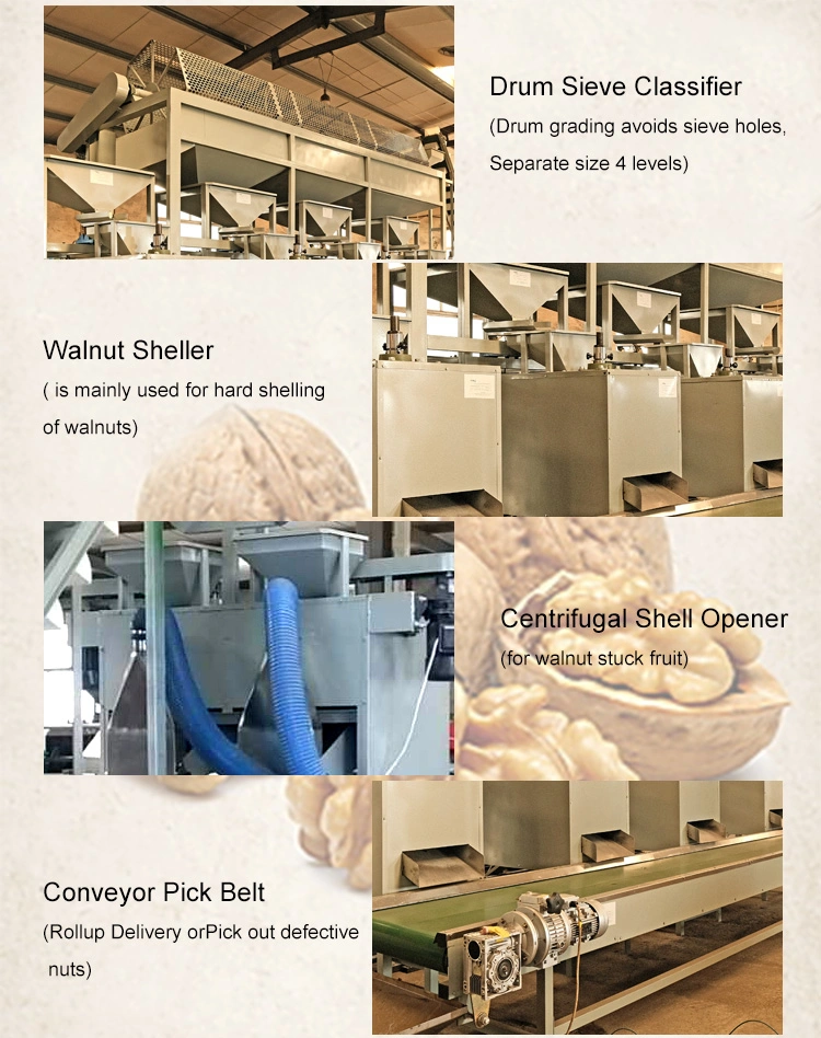 Equipment for Cleaning Walnut Shell Crusher Commercial Walnut Macadamia Nut Sheller Huller Machine