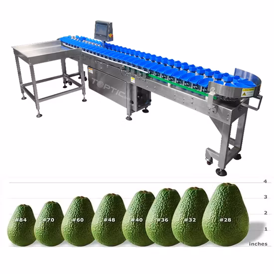Ty-Jyh103p85-01-12 Fruit Accurate Weight Grading Machine
