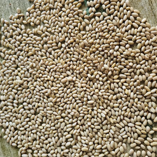 Hot Sale Cashew Nut Cracker Sheller Nuts Pecan Almond Shelling Machine Pine Cashew Nut Cracking Machine