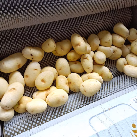 Fruit and Vegetable Roller Washing Machine Ginger Potato Peeling Machine